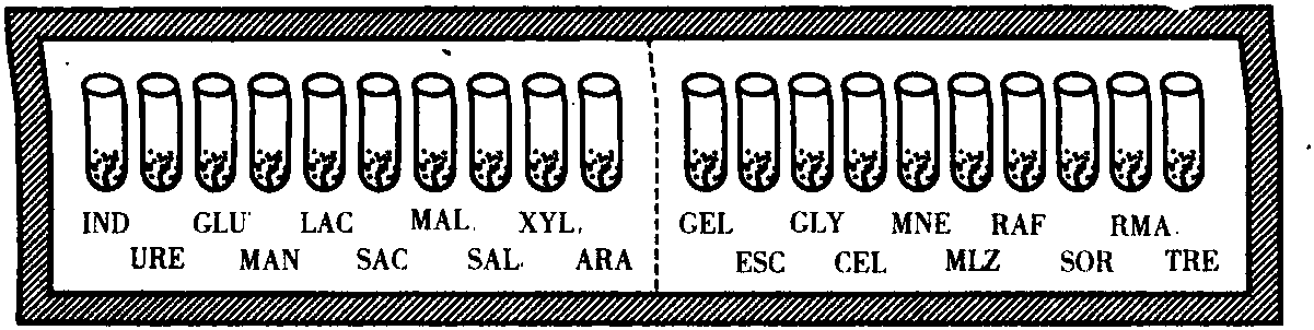 API 細菌數(shù)值鑒定系統(tǒng)